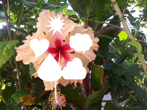 fleur tropical Fotomontáž