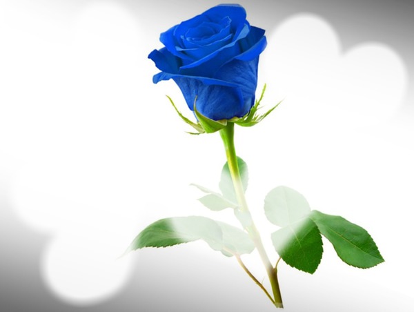 rosas azules Fotomontagem