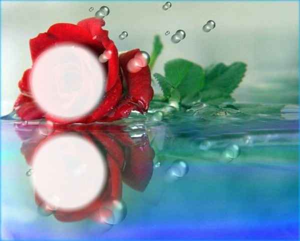 Rose rouge Fotomontáž