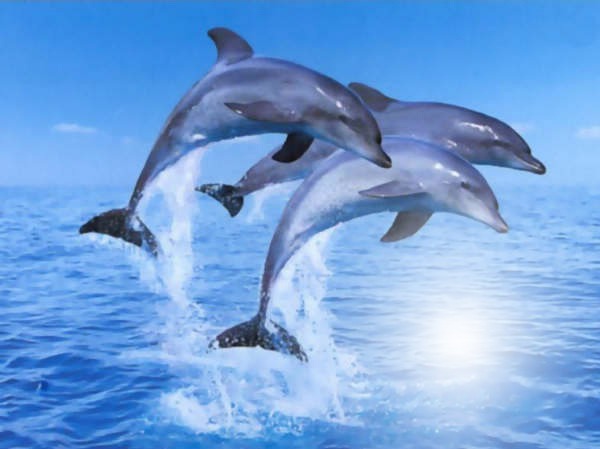 dauphins Fotomontāža