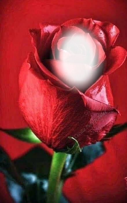 Cc Bella rosa roja Fotomontage