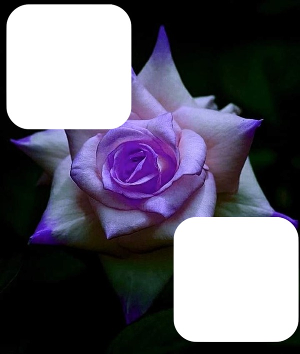 Petite fleur Fotomontage