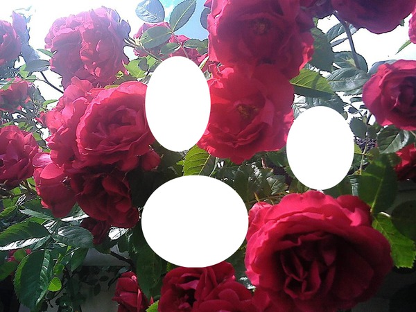 roses Fotomontāža