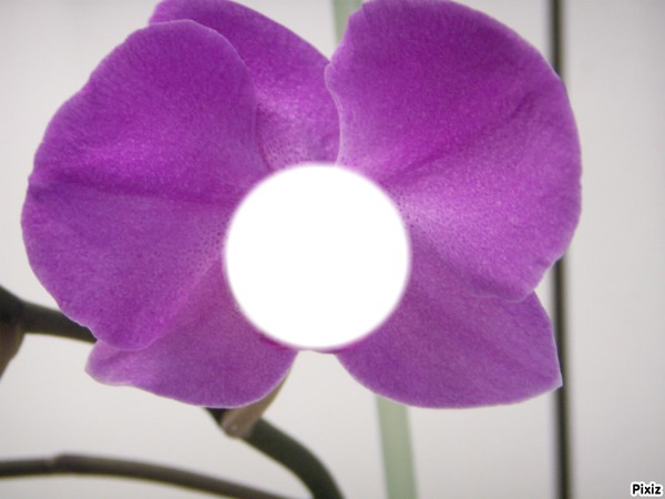 orchidée Fotomontaža