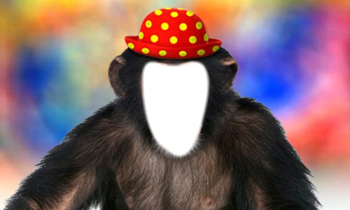 singe avec chapeau 1photo Montaje fotografico