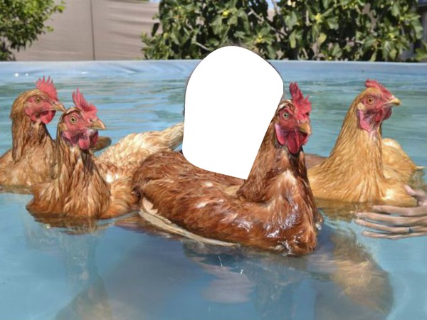 piscine poule Montage photo