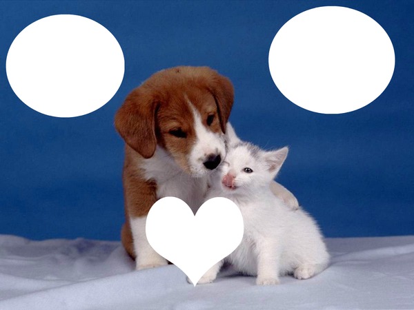 3 pictures sur fond chaton et chien Montage photo