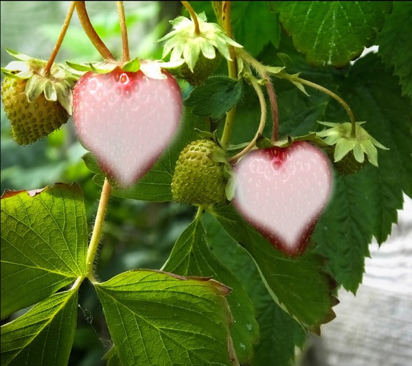 zwei Erdbeerherzen Fotomontāža