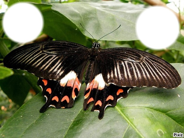 Papillon géant"le grand mormon" Фотомонтажа