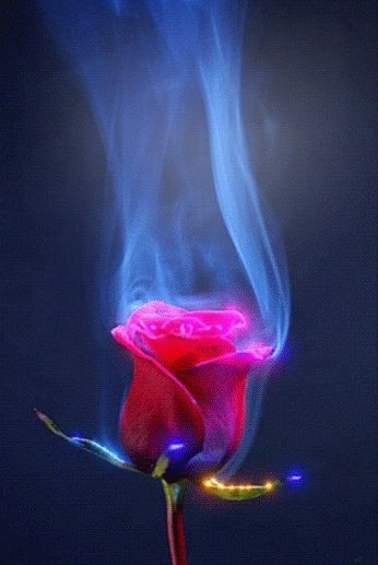 Duft der Rose #rp Fotomontasje