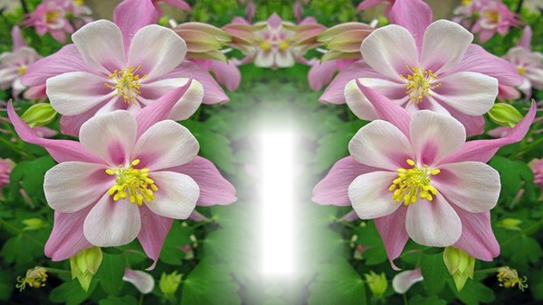 flores Fotomontagem