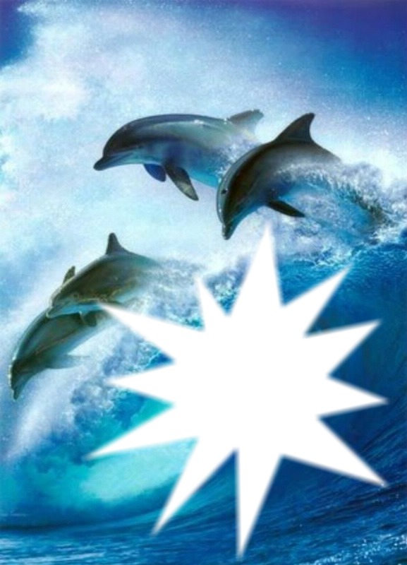 les dauphins Fotomontage