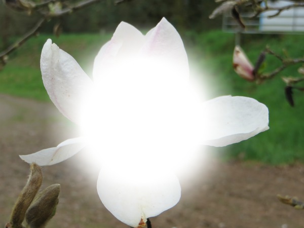 magnolias Photomontage