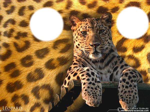 leopard coeur Photo frame effect