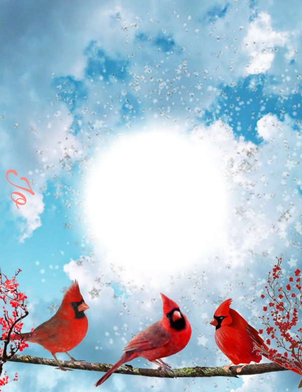 Cardinals Photo frame effect