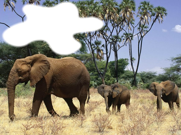 éléphants d'afrique Fotomontāža