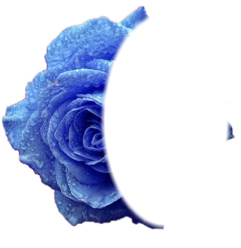cadre fleur rose Fotomontaggio