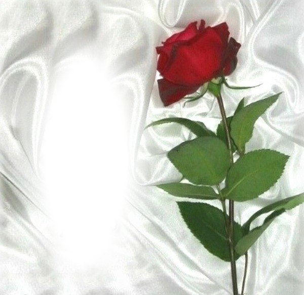 Rose rouge Fotomontáž