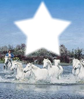 les chevaux sauvage Photo frame effect