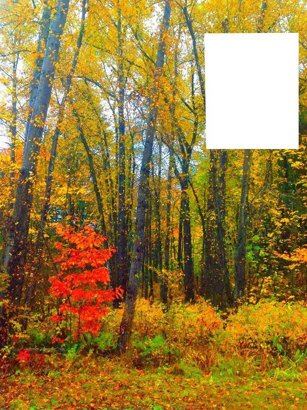 Forêt en automne Фотомонтажа