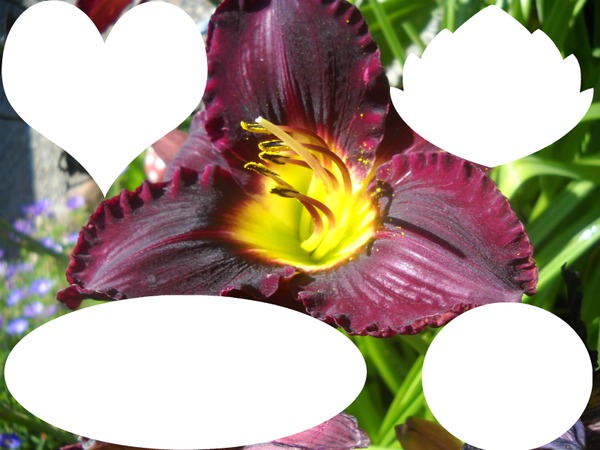 cadre des fleurs lys photos Fotomontage