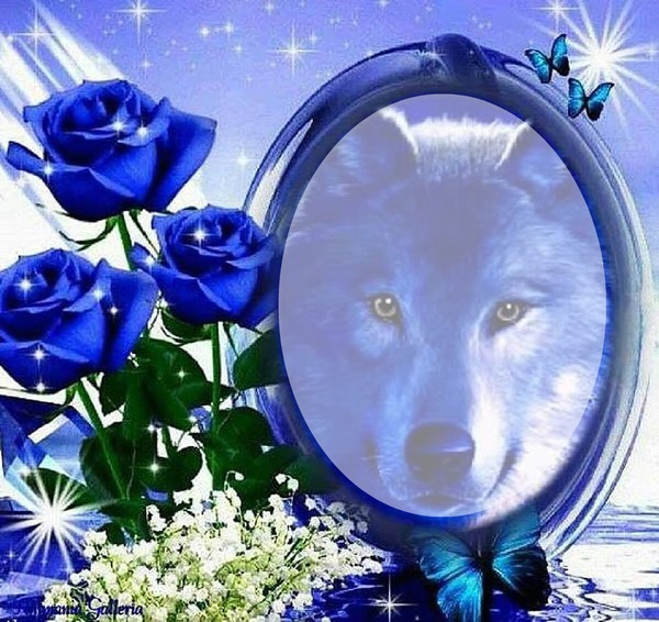Loup roses bleues Montage photo