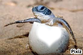 bébé tortue Фотомонтаж