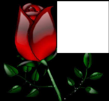 fond noir rose rouge Valokuvamontaasi