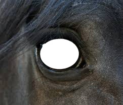 œil du cheval Fotomontáž