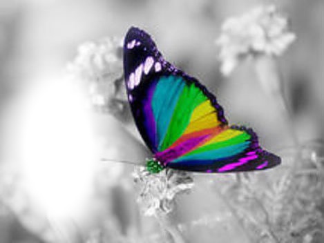 collord butterfly gry background Fotomontasje