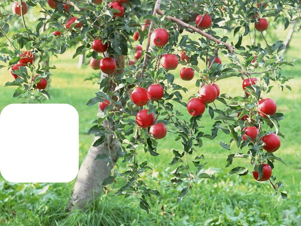 Apple Tree Montage photo