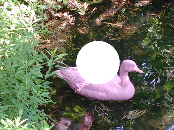 Canard Rose Pink Duck Photomontage