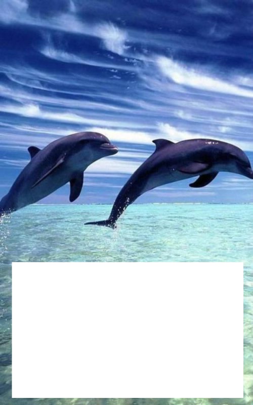 cadre dauphin Photomontage
