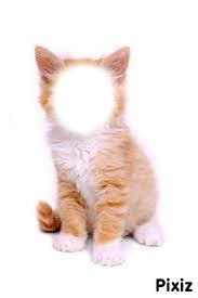 chaton roux Photo frame effect