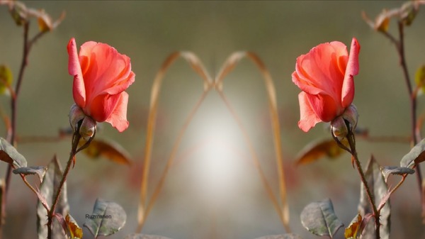 linda flores para ti Fotomontagem