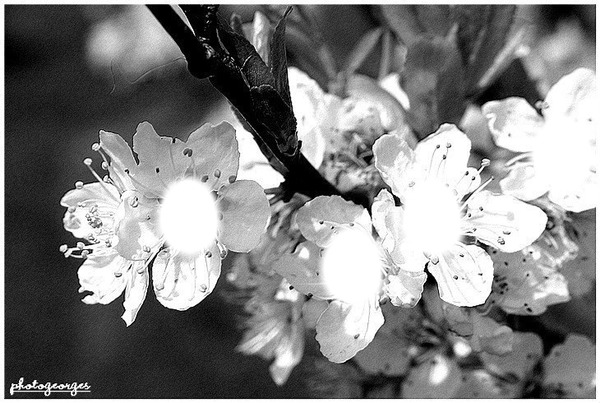 L'arbre en fleurs de liloo Φωτομοντάζ