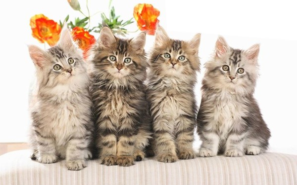 4 chatons 1 photo Fotomontagem