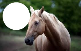 лошадь Фотомонтаж