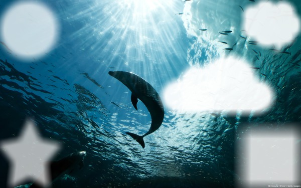 le dauphin Photo frame effect