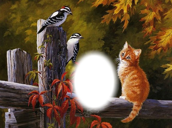 chat et oiseaux Photo frame effect