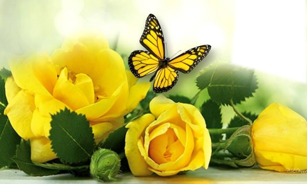 Roses jaune et papillon Fotomontasje