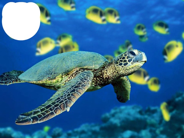 je nage avec les tortues Photomontage