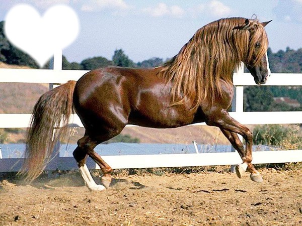 chevaux Фотомонтаж