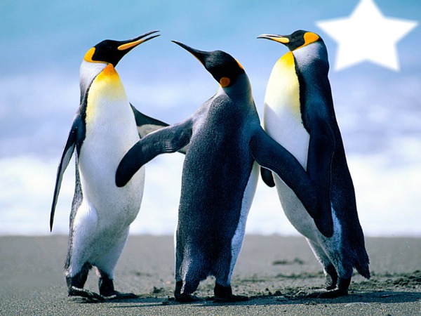 l equipe des pingouin Montaje fotografico