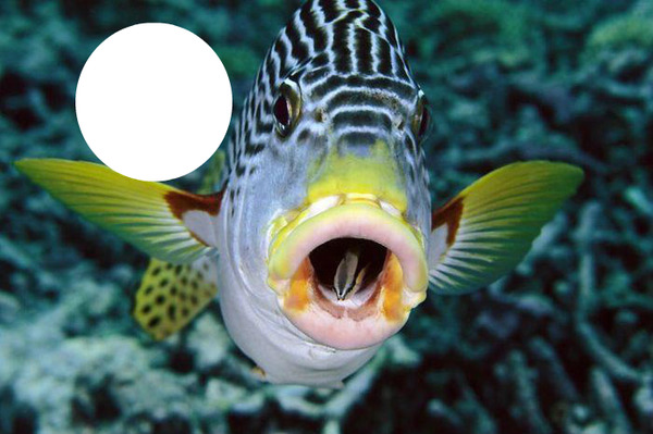 1 foto peixe mar Fotómontázs