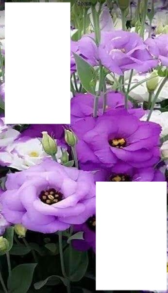 Ma belle violette Fotomontasje