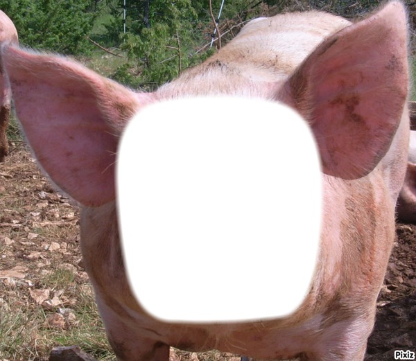 le nouveaux cochon Photo frame effect