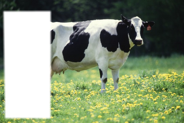Cow :D Fotomontage