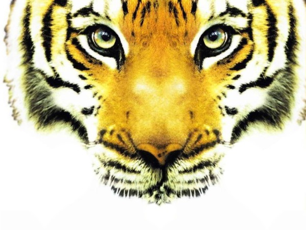 love tigre Fotomontage