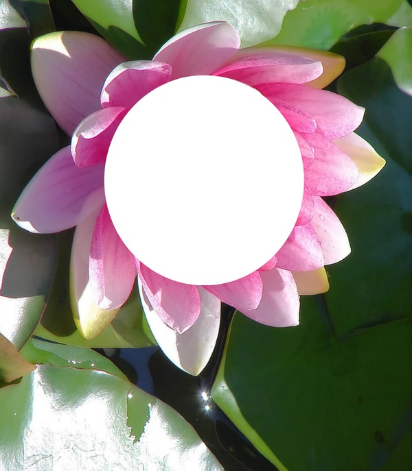 lotus Photomontage